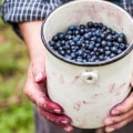 The Benefits of Bilberry for Eye Health