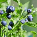 The Power of Bilberry: Understanding its Benefits and Recommended Duration