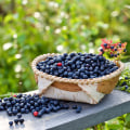 The Pros and Cons of Bilberry for Liver Health
