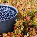 The Power of Bilberry for Brain Health