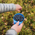 The Power of Blueberries for Eye Health