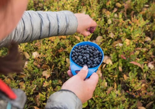 The Benefits of Bilberry for Eye Health