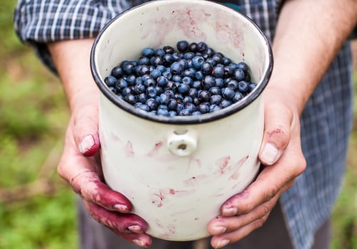 The Healing Power of Bilberry Extract: A Natural Solution for Liver Protection