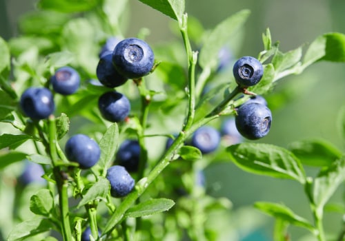 The Power of Bilberry: Understanding its Benefits and Recommended Duration