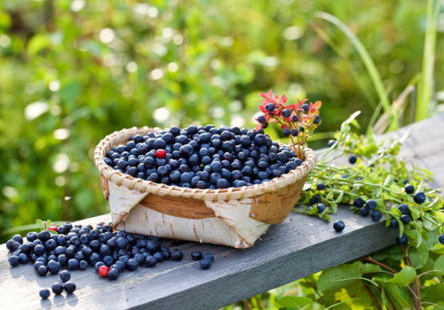 The Pros and Cons of Bilberry for Liver Health